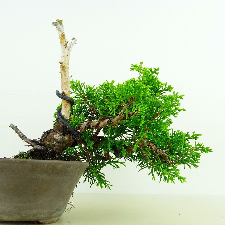  бонсай подлинный Kashiwa высота дерева верх и низ примерно 17cm....Juniperus chinensissin Park * Gin ~ кипарис . вечнозеленое дерево .. для маленький товар на данный момент товар 