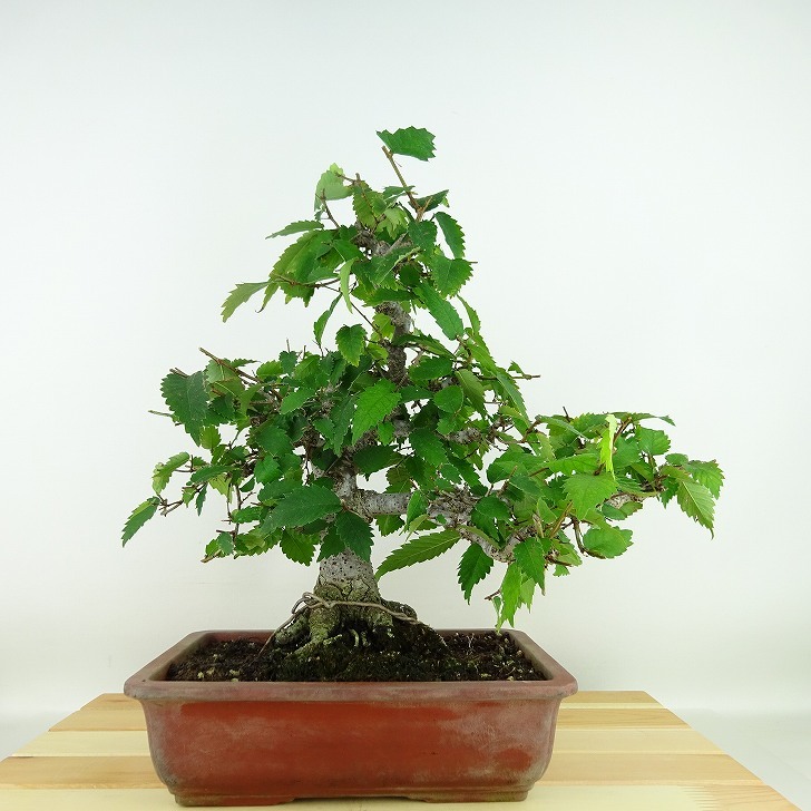  bonsai zelkova height of tree approximately 30cm zelkova Zelkova serratakeyakinire.keyaki. deciduous tree .. for reality goods 