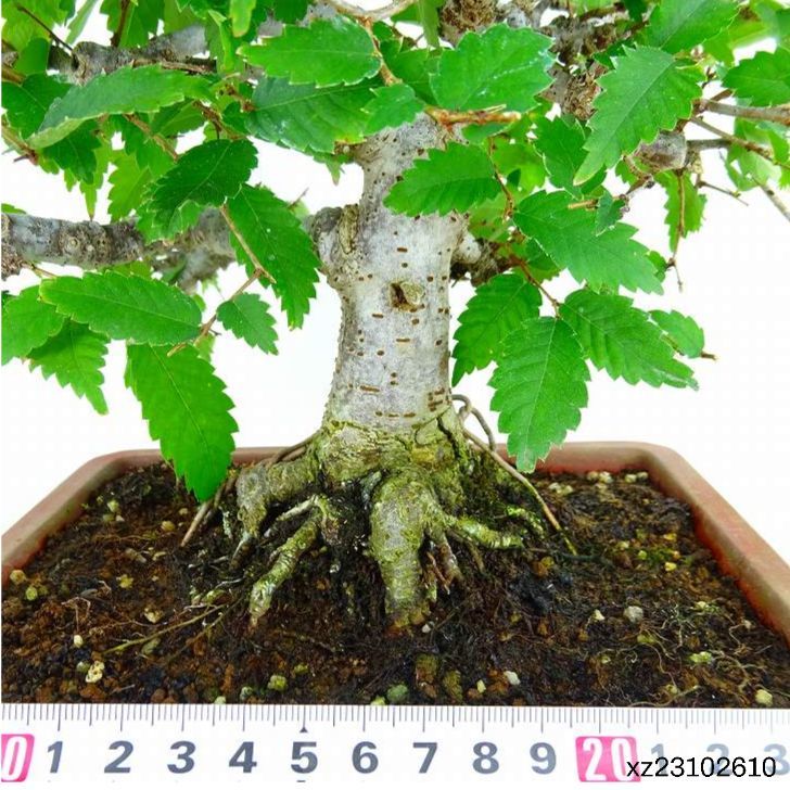  bonsai zelkova height of tree approximately 30cm zelkova Zelkova serratakeyakinire.keyaki. deciduous tree .. for reality goods 