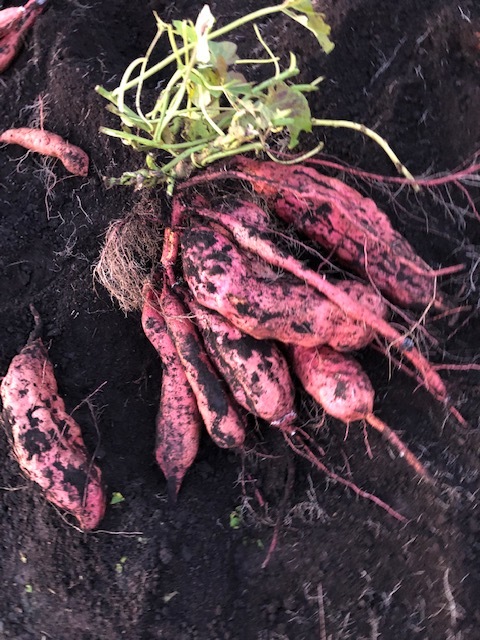 送料無料安納芋10キロ　さつまいも　農家直送　秋田県産黒土育ち　掘り立て土付き熟成前　焼き芋　スイーツ　シチュー_画像2