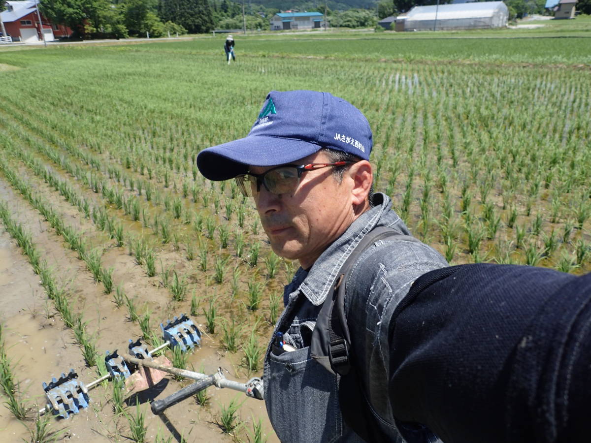 月山の麓で栽培した特別栽培米（令和４年産精米コシヒカリ２０ｋｇ）_除草中