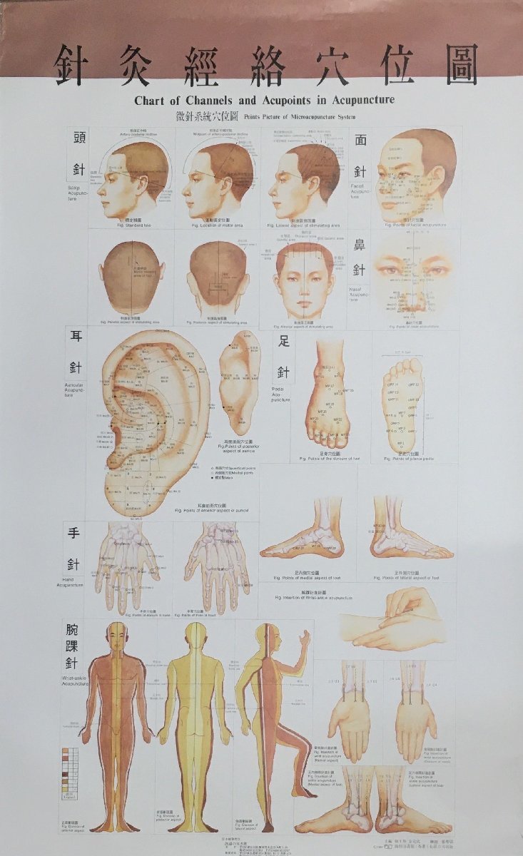 『針灸 経絡穴位図及解説 5図 新士英/金完成:解説 大判ポスター』商務印書館 医道の日本社_画像6