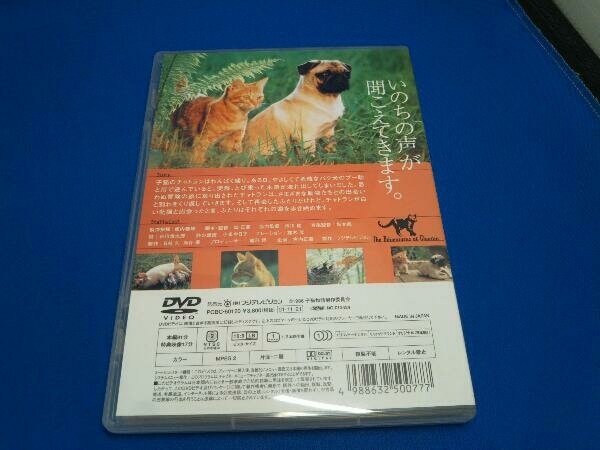 DVD 子猫物語_画像2