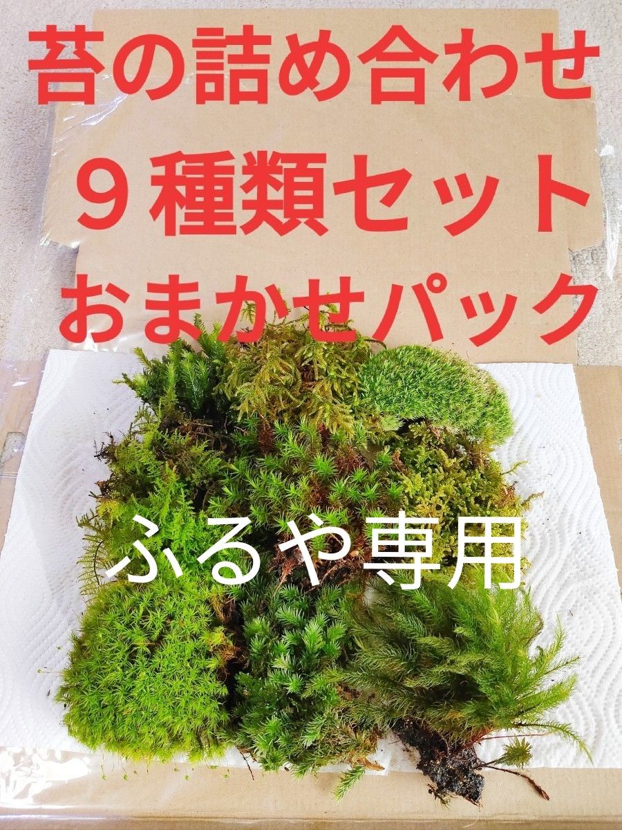 苔リウム ９種類 苔 盆栽 カエル飼育 パルダリウム ビバリウム 