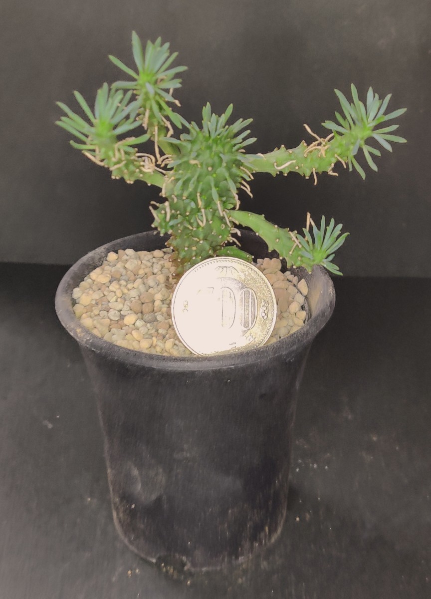 多肉植物 ユーフォルビア カプトメデューサ 天荒竜 Euphorbia 'caput-medusae'　抜き苗_画像2