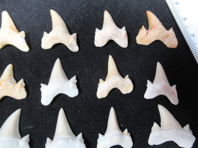 ◆サメの歯化石◆2.5cm前後◆30個セット◆No.516◆送料無料_画像3