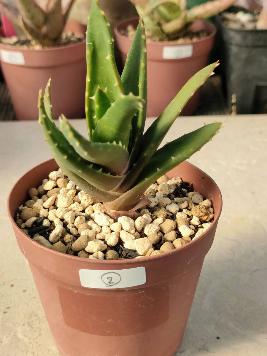 Aloe nobilis　アロエ　不夜城②　　［多肉植物 観葉植物　苗］_画像1