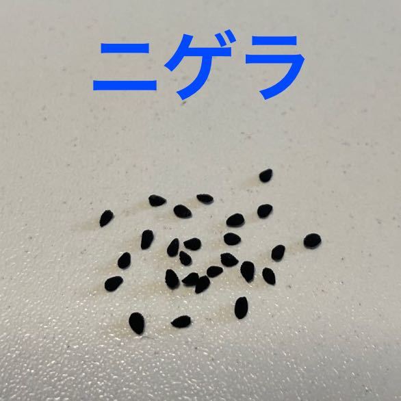 ニゲラの種 カラーミックス 秋蒔き 春咲き クロタネソウの画像1