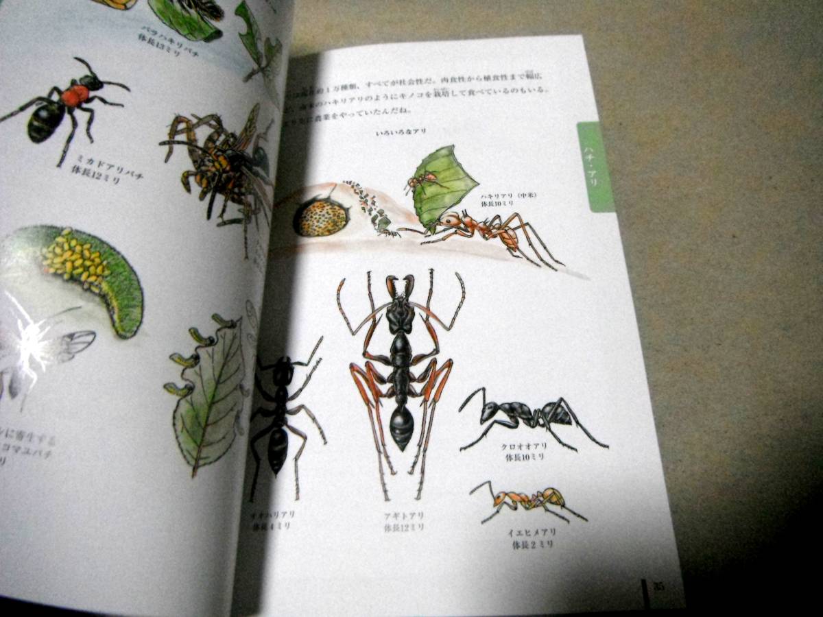 [ insect ..... illustrated reference book ].. writing / see mountain .