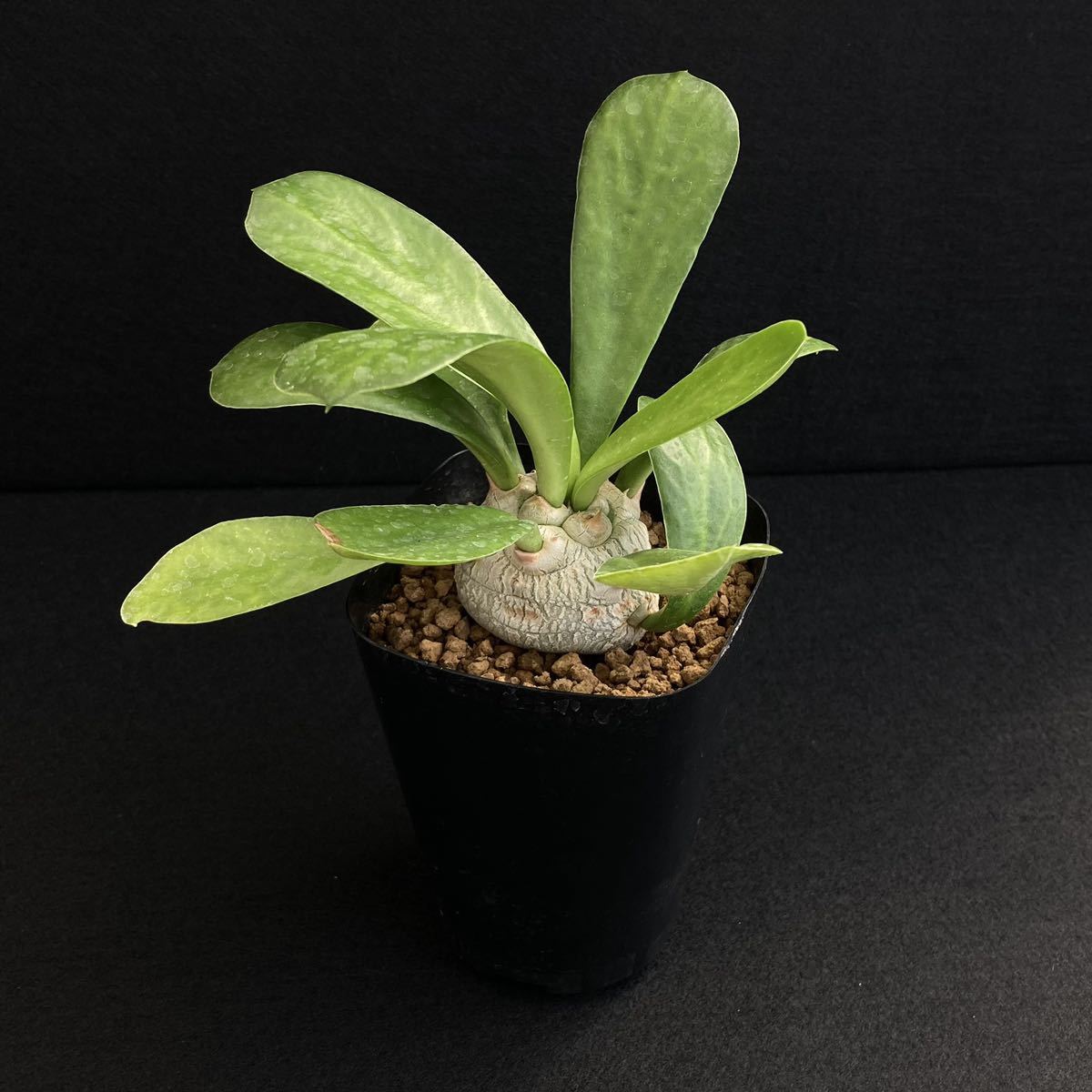 σ ユーフォルビア ポイソニー 実生 3号 Euphorbia poissonii 多肉植物 サボテン ユニスピナ ベネニフィカ パキポディウム_画像2