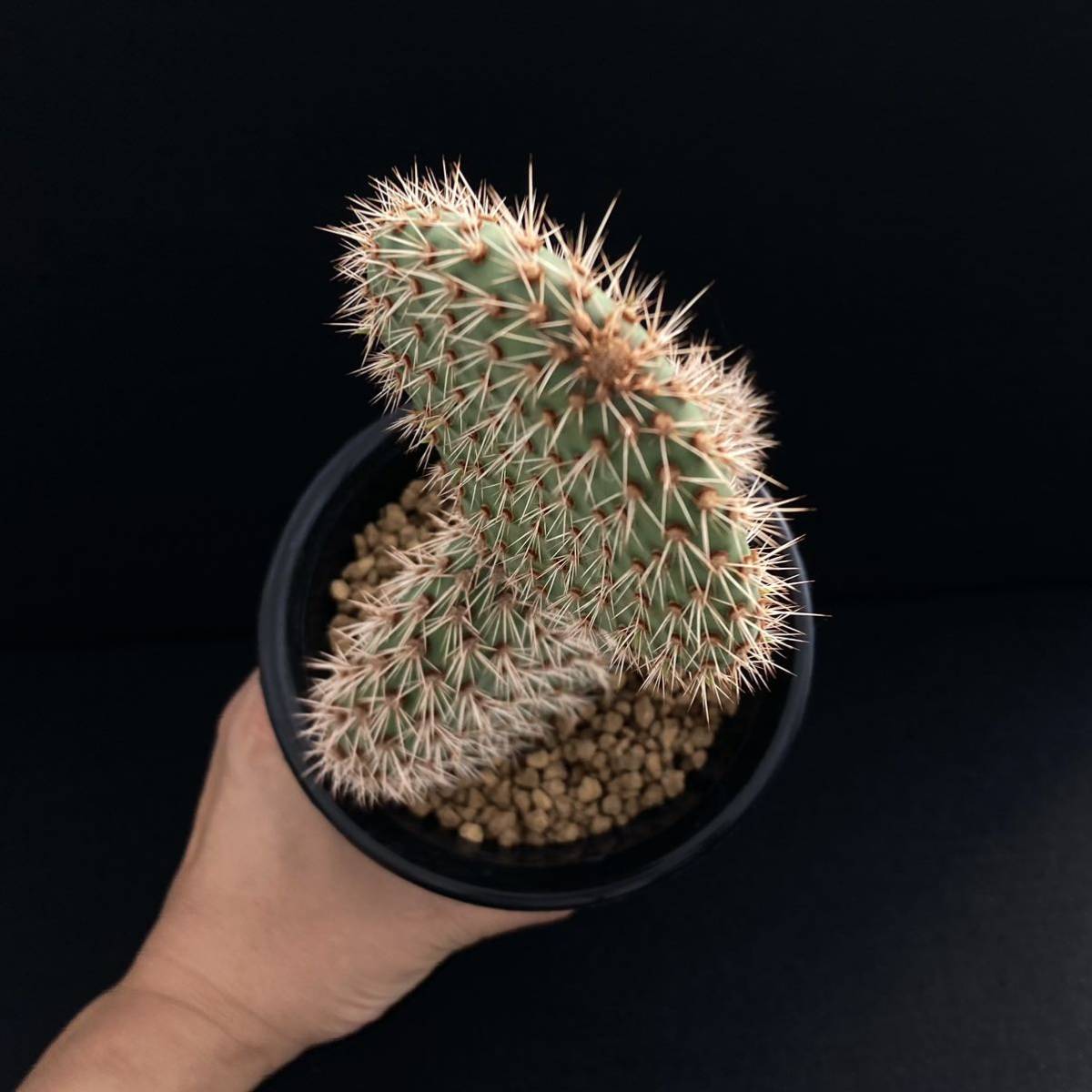 σ オプンチア ピクナンサ 4号(珍品) Opuntia pycnantha 多肉植物 サボテン パキポディウム コピアポア ユーフォルビア_画像5