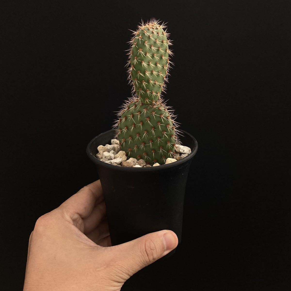 Yahoo!オークション - σ オプンチア ピクナンサ 3号(珍品) 1枚目 Yahoo!オークション - σ オプンチア ピクナンサ 3号(珍品) 1枚目