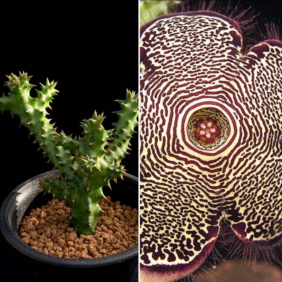 σ エディスコレア グランディス 2.5号 Edithcolea grandis 多肉植物 サボテン ガガイモ パキポディウム ユーフォルビア _左:出品株 / 右:参考画像