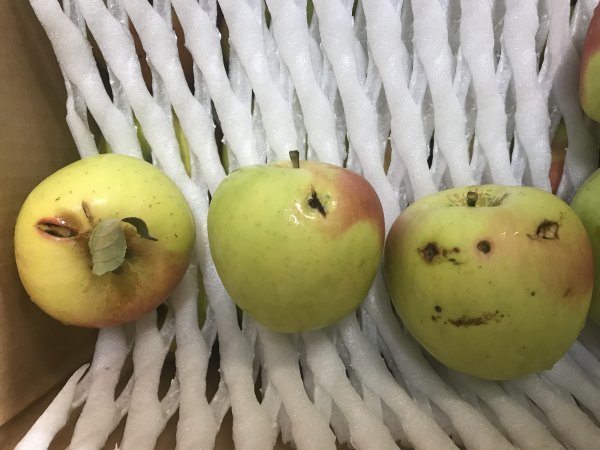 【わけあり品】青森県産りんご「ぐんま名月」加工・ジュース用 10kg以上【数量限定】_画像3