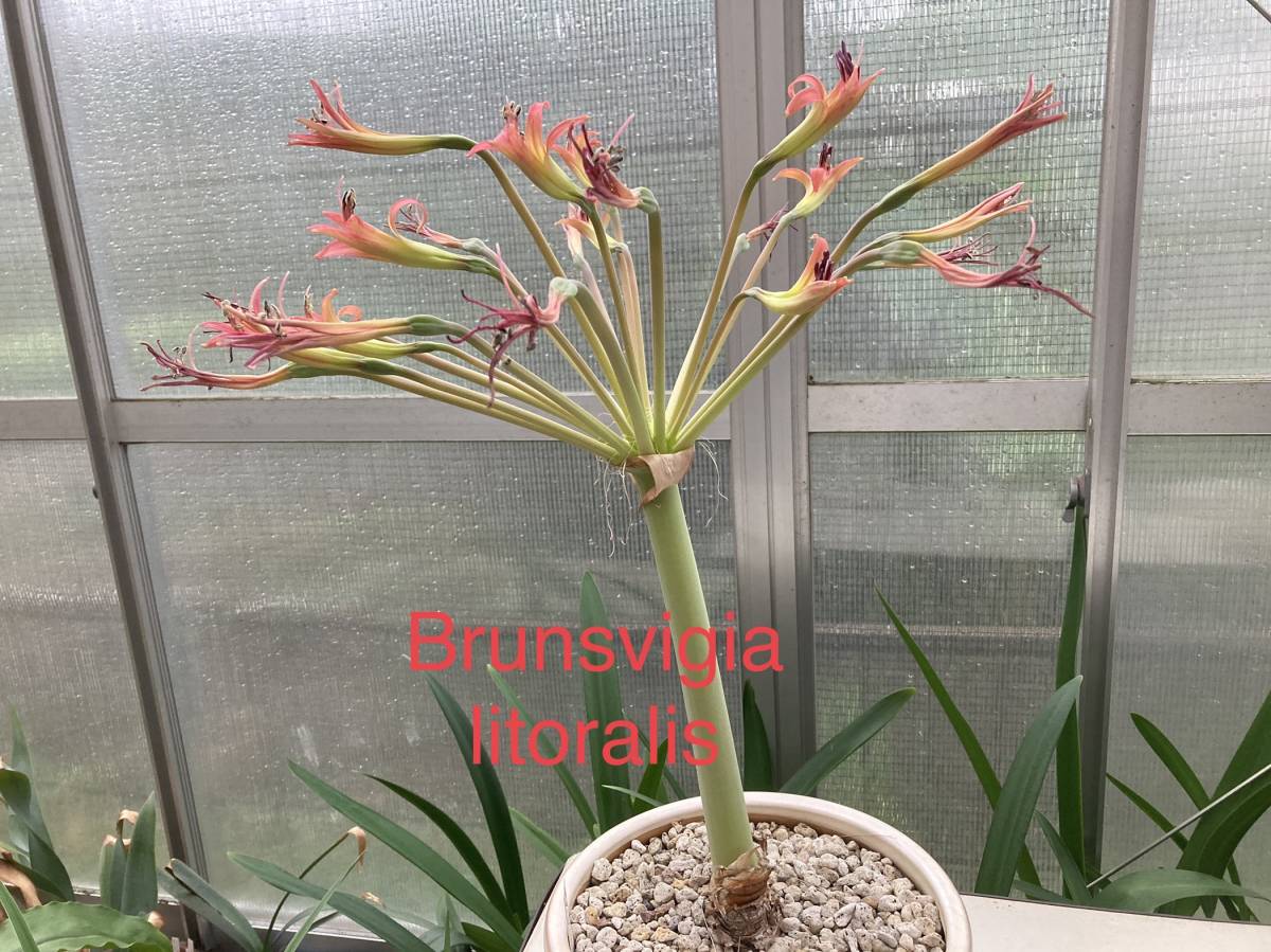 ①ブランスビギア・リトラリス　Brunsvigia litoralis　（２年生）_開花例見本株