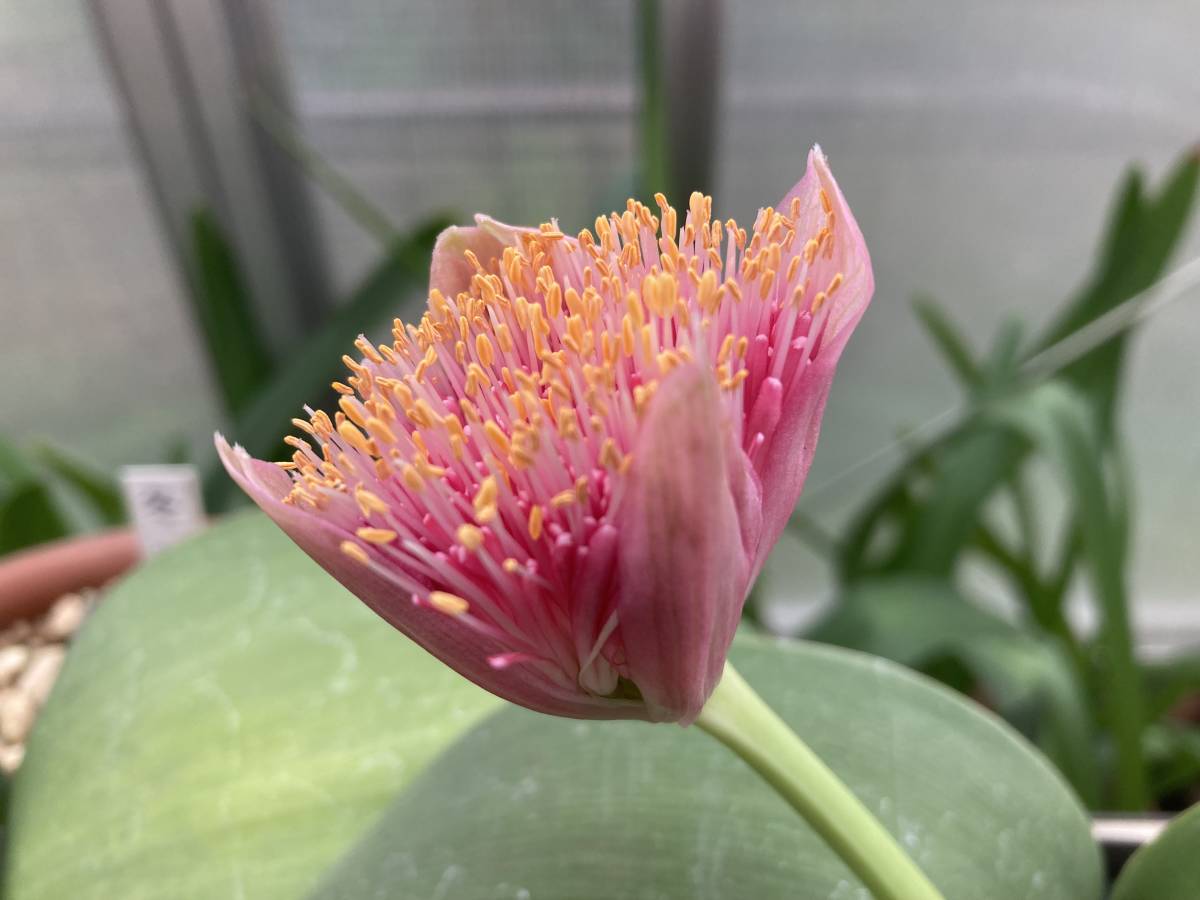 ①　ハエマンサス・ロゼウス　Haemanthus roseus （開花球サイズ、今年の未開花株）_開花例