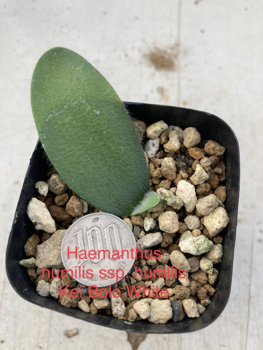 ハエマンサス・フミリス　Haemanthus humilis ssp. humilis Kei Bolo　（実生３年生）_お届けする苗（実生３年生）