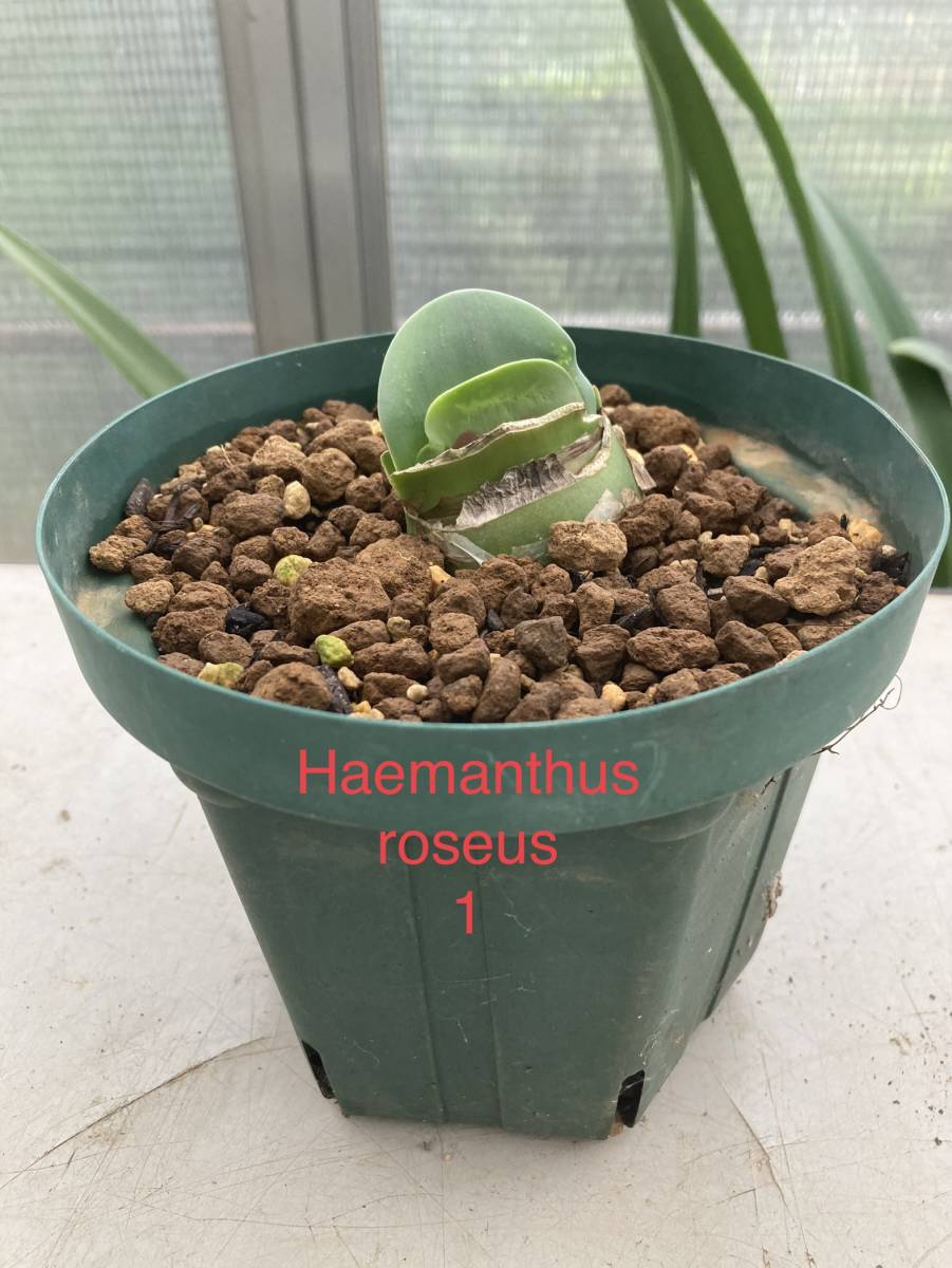 ①　ハエマンサス・ロゼウス　Haemanthus roseus （開花球サイズ、今年の未開花株）_お送りする、５寸スリット鉢植の株