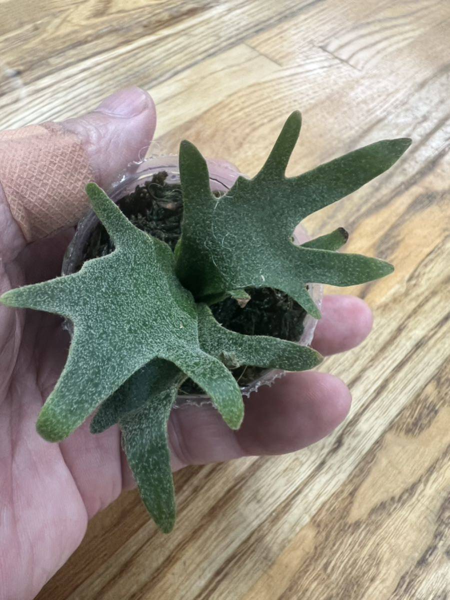 P. willinckii “Nano” oc タグなし ビカクシダ P. willinckii “Nano” oc タグなし ビカクシダ