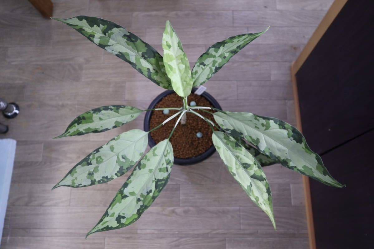 LA便アグラオネマ ピクタム トリカラーAglaonema pictum tricolor