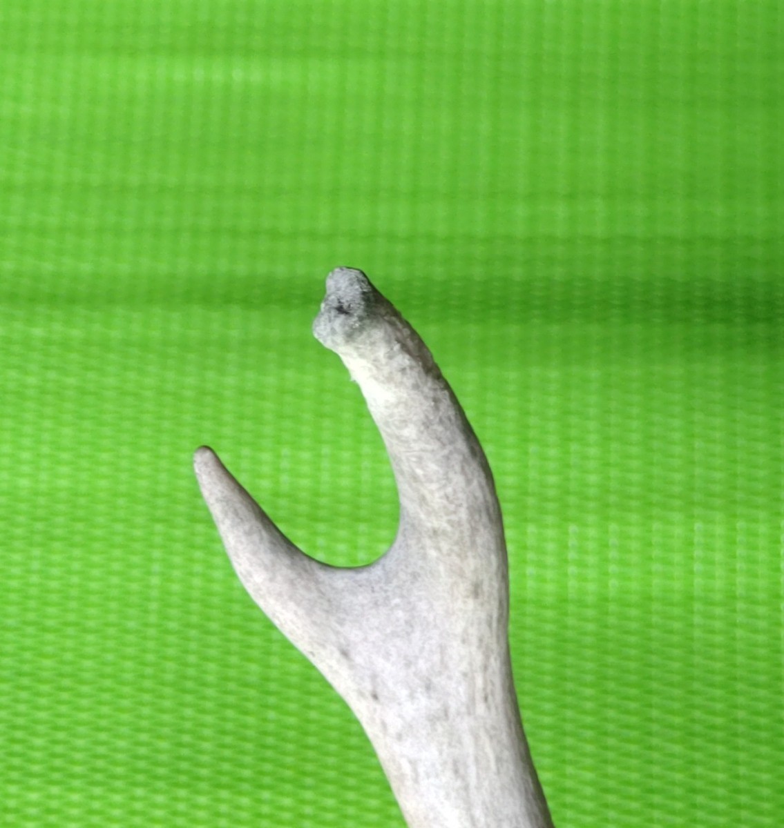 鹿の角対＋頭蓋骨の一部／左右非対称／欠損あり／36cm_左角先端は欠けています