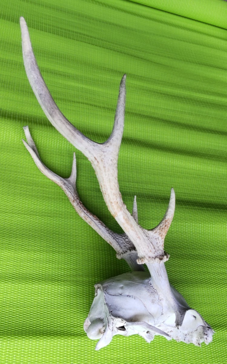 鹿の角対＋頭蓋骨の一部／左右非対称／欠損あり／36cm_角の茶色いのや黒いのは汚れ染みのようです