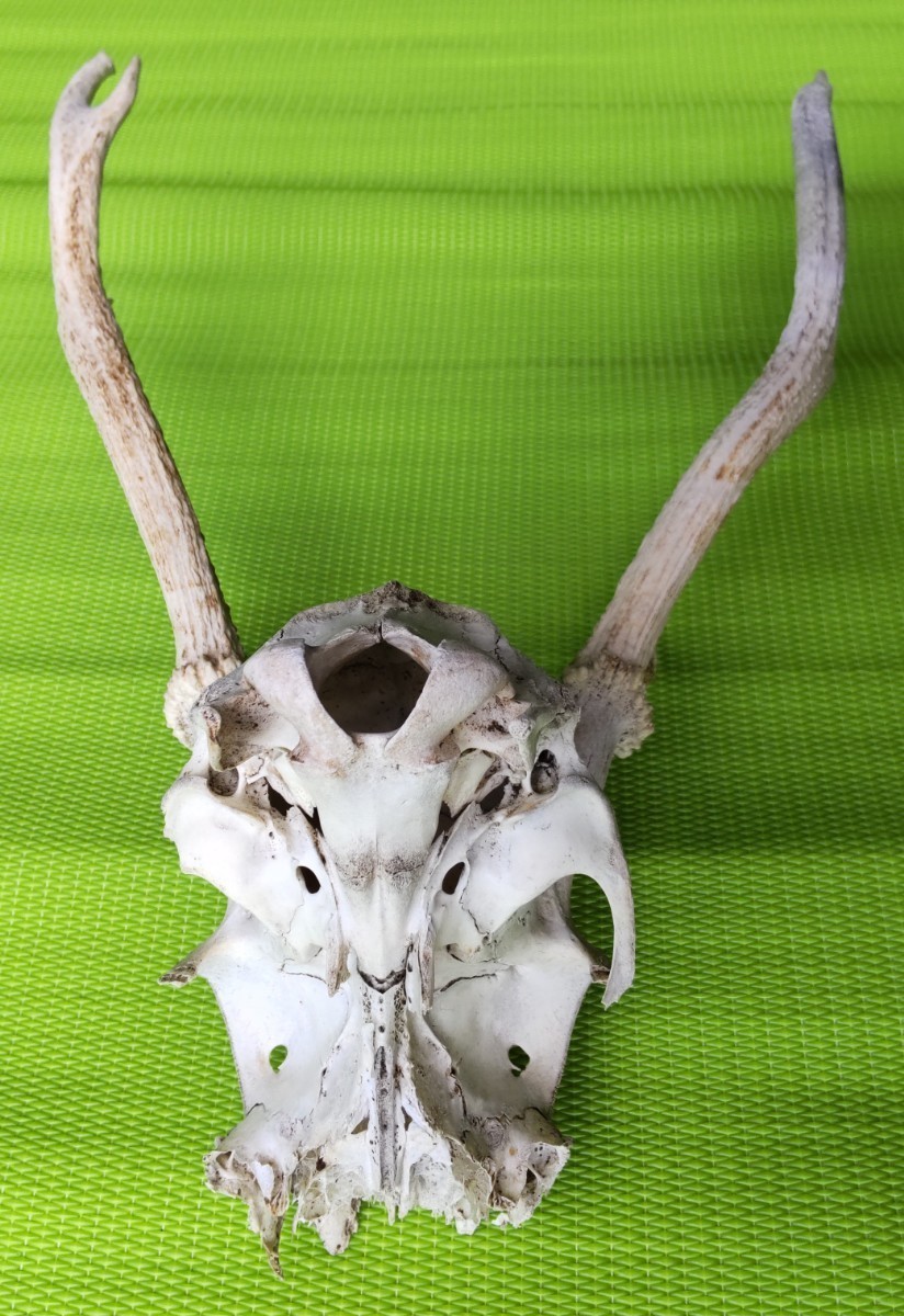 鹿の角対＋頭蓋骨の一部／左右非対称／欠損あり／36cm_頭蓋裏の骨は脆く欠けやすいです