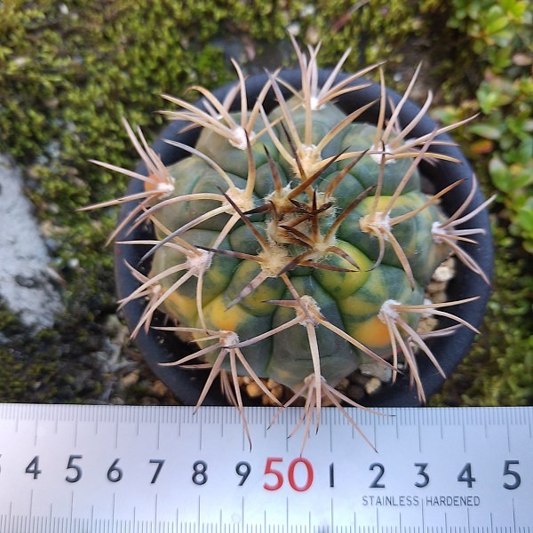 天平丸錦 実生接ぎ サボテン 多肉植物 天平丸錦 実生接ぎ サボテン 多肉植物