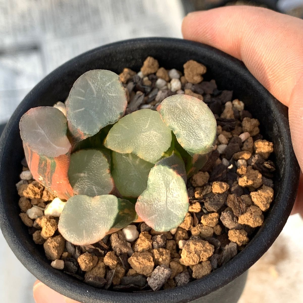多肉植物 ハオルチア 万象錦実生|Yahoo!フリマ(旧PayPayフリマ) 多肉植物 ハオルチア 万象錦実生|Yahoo!フリマ(旧PayPayフリマ)