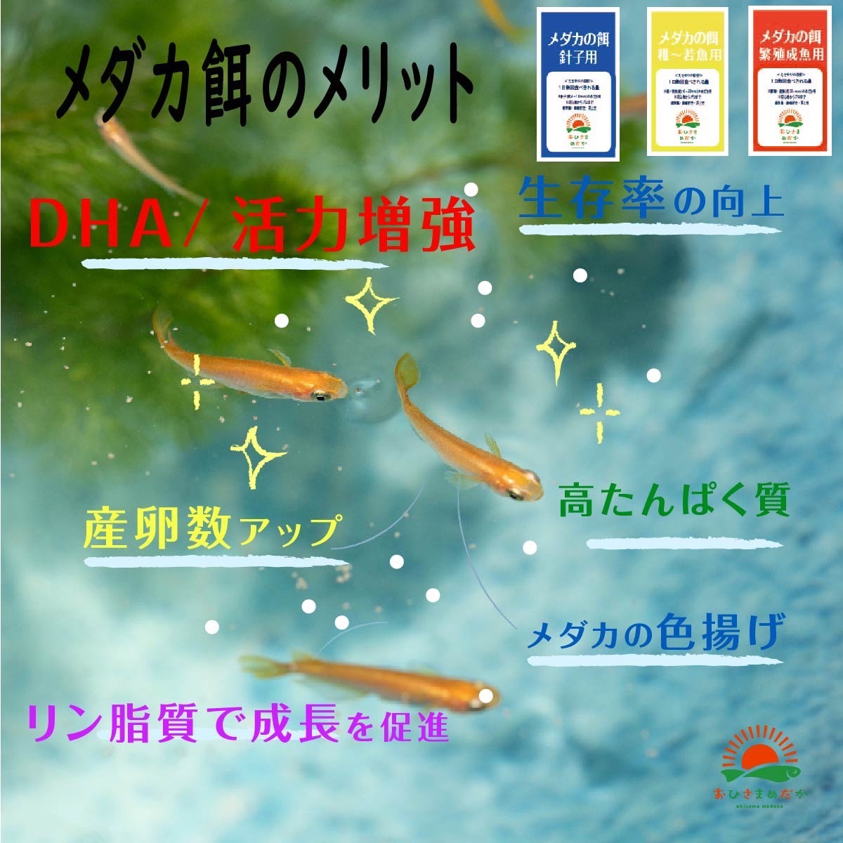 送料無料【メダカの餌 (繁殖魚～成魚用)】500g めだかエサ ミジンコ　メダカ卵メダカエサ　ミドリムシ　PSB　おとひめ　ライズの利用者に_画像4