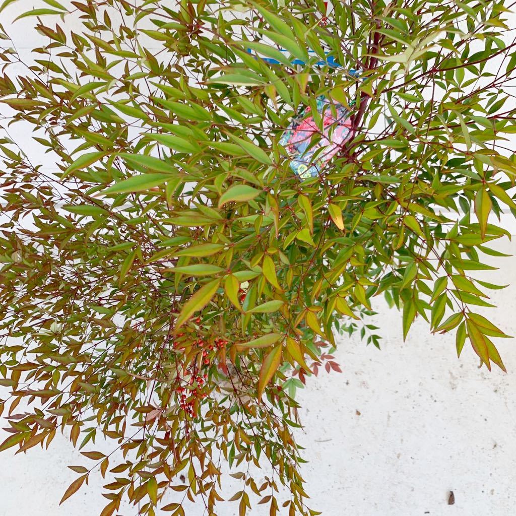 実付き　赤南天　アカナンテン　約140cm （株立ち/根巻/植木/シンボルツリー/苗木/常用樹/庭木/赤い実）001590_画像7