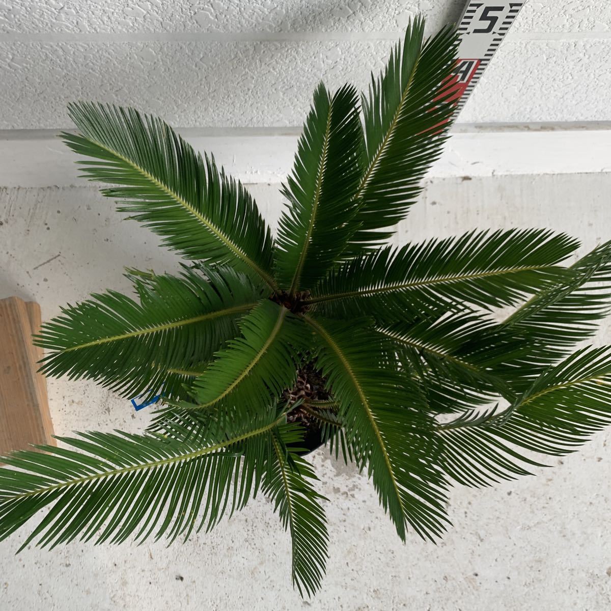  саговник 3шт.@.. примерно :50cm [sago palm/. металлический /.../ cocos nucifera. дерево / садовое дерево / АО ../. futoshi / Nankoku способ / сад / драцена ]243063