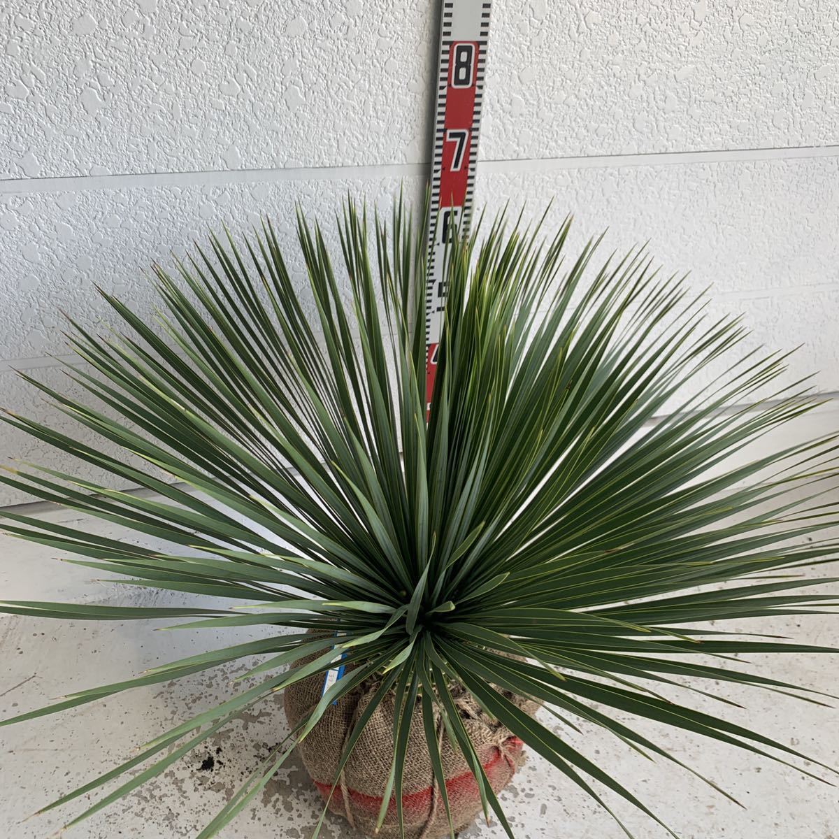 ユッカロストラータ 約:60cm【Yucca rostrata /ヤシの木/観葉植物/耐寒 