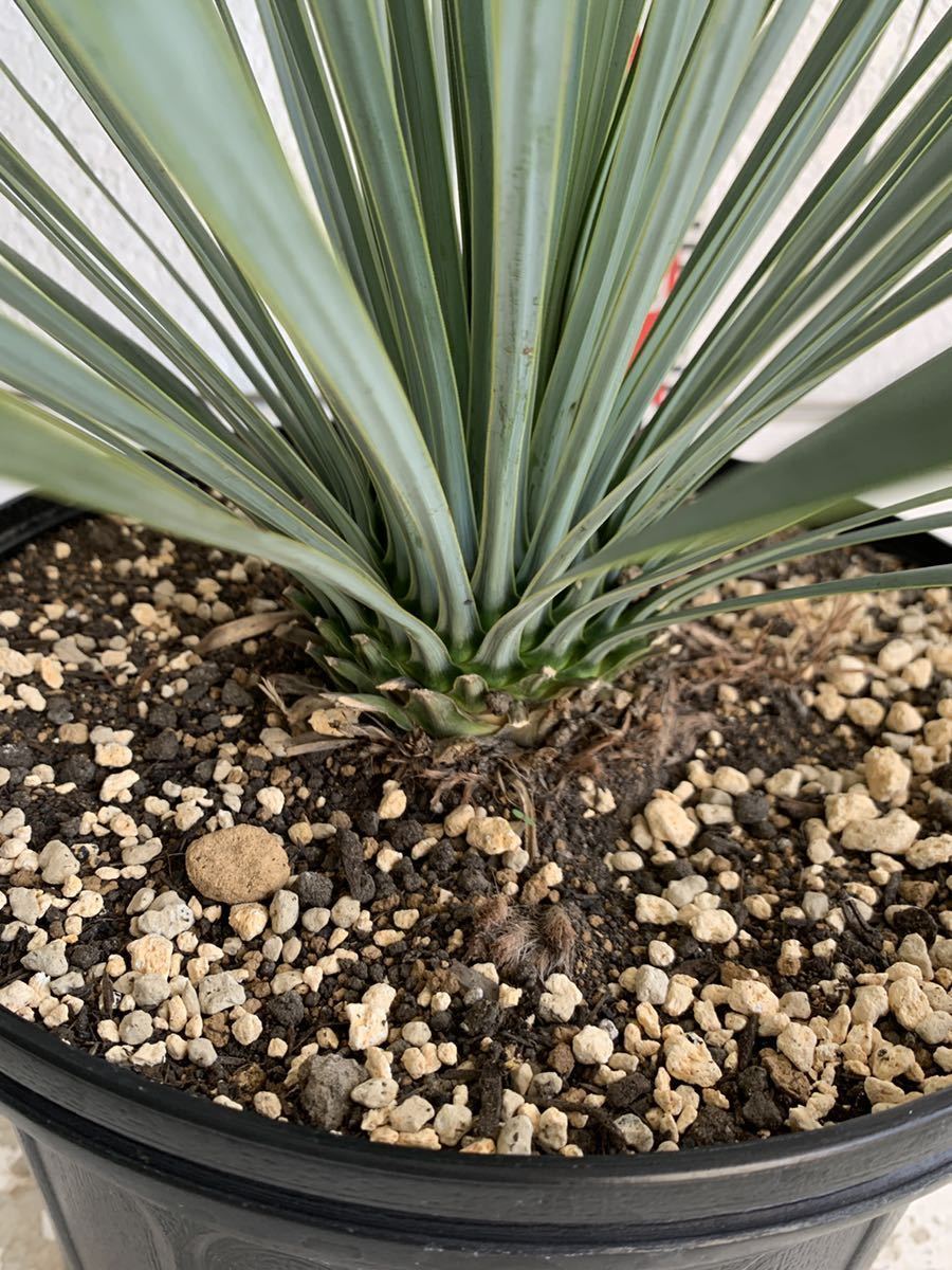 ユッカロストラータ　約:60cm【Yucca rostrata /ヤシの木/観葉植物/耐寒性/南国/ドライガーデン/ユッカ/ロックガーデン 】244346_画像2