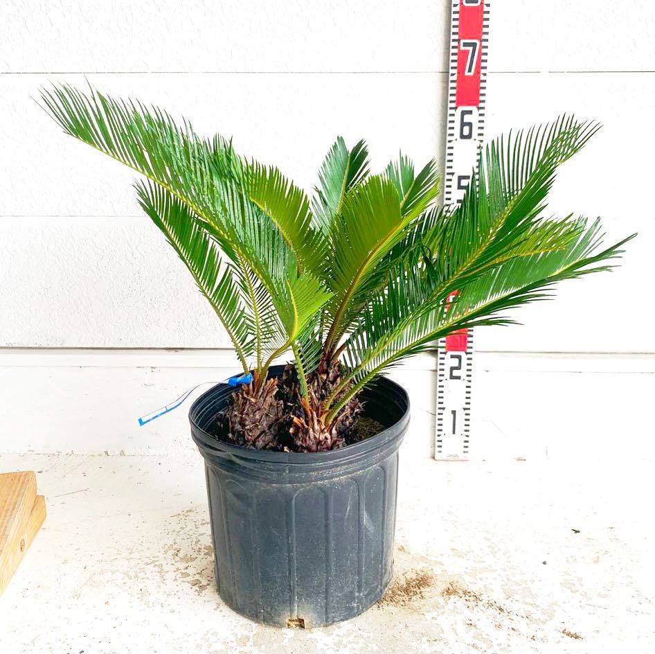  cycad 3ps.@.. approximately :50cm [sago palm/. iron /.../ cocos nucifera. tree / garden tree / stock ../. futoshi / Nankoku manner / garden / dracaena ]243063