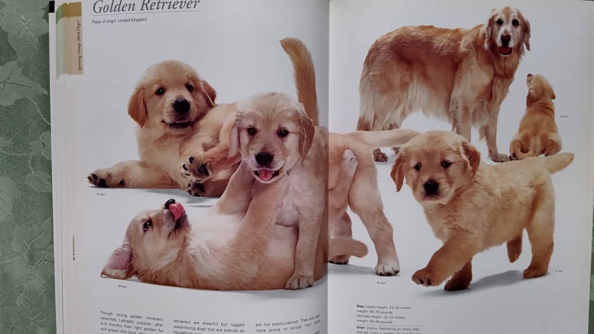 洋書 犬図鑑 写真集 Legacy of the Puppy: The Ultimate Illustrated Guide 写真：Hiroyuki Ueki,Toyofumi Fukuda 解説：Hiromi Nakano　_画像6