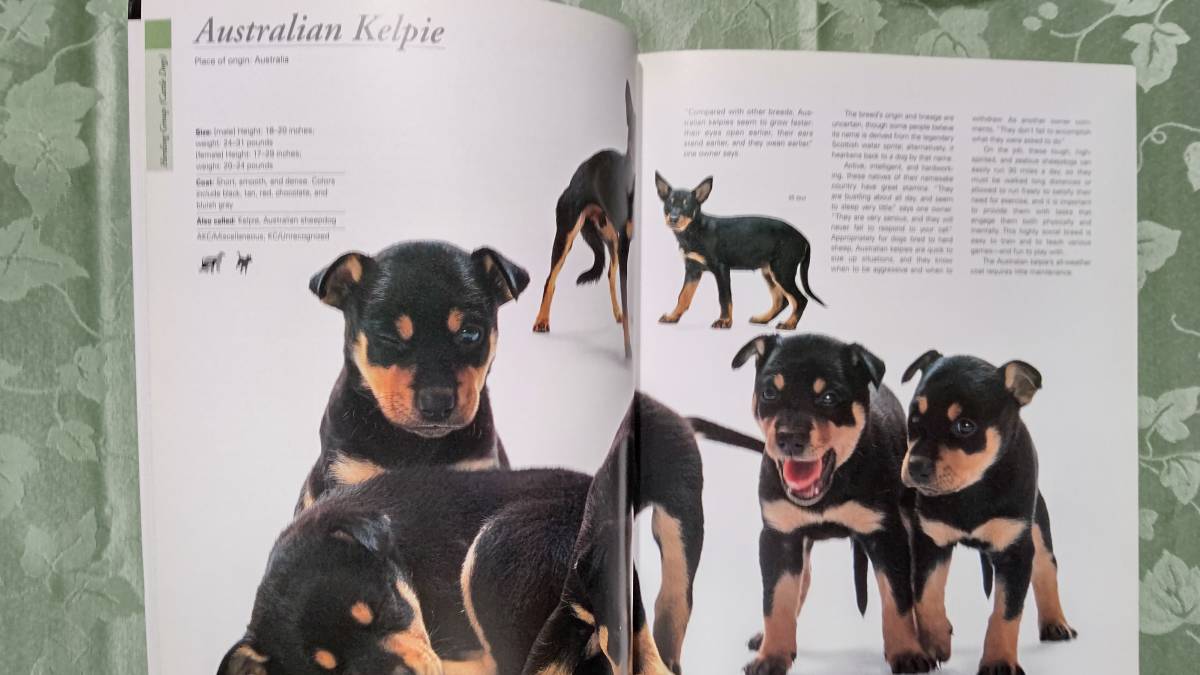 洋書 犬図鑑 写真集 Legacy of the Puppy: The Ultimate Illustrated Guide 写真：Hiroyuki Ueki,Toyofumi Fukuda 解説：Hiromi Nakano　_画像4