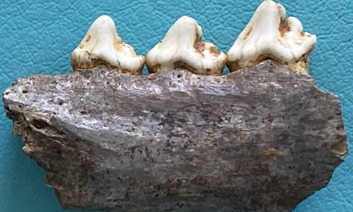 化石標本　ハイイロオオカミの歯　更新世　ベルギー産_画像6