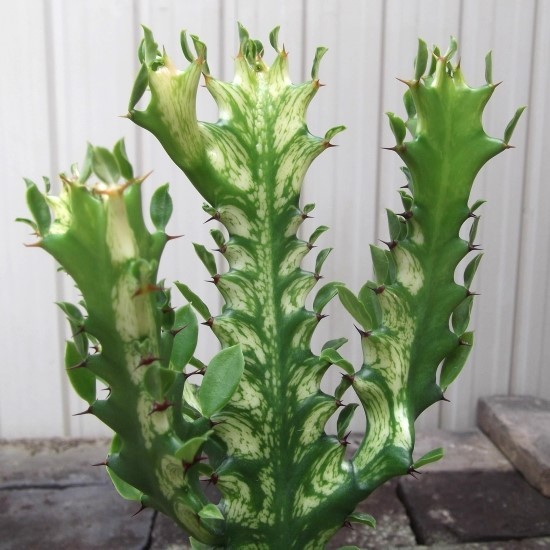 現物出品【ユーフォルビア・トリゴナ 黄斑＊Euphorbia trigona yellow】４号　_画像3