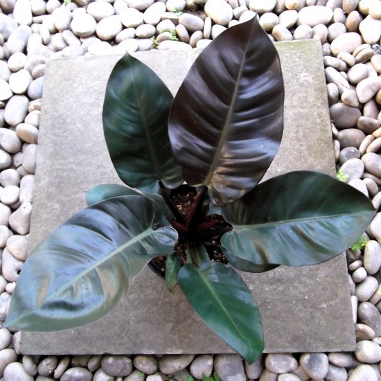 現物出品【フィロデンドロン・ブラックカージナル＊Philodendron Black Cardinal】５号_画像1