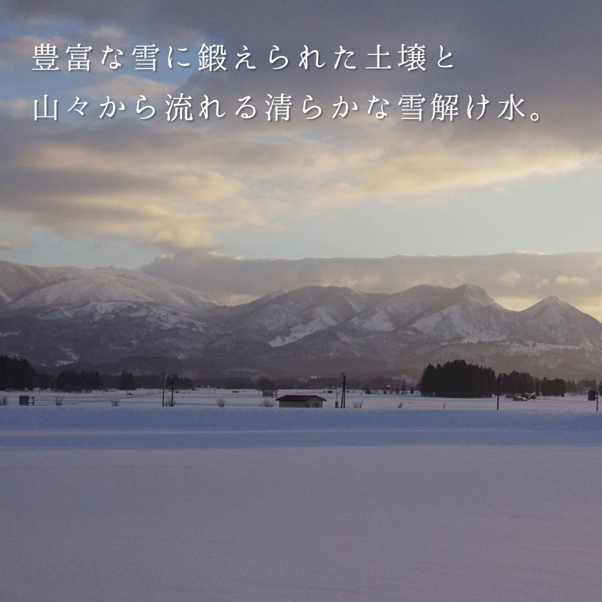 新米 米 お米 10kg 5kg×2袋 山形県産 あきたこまち 送料無料 玄米 白米 精米無料 新米 令和5年産 一等米 10kg 20kg も販売中_画像6