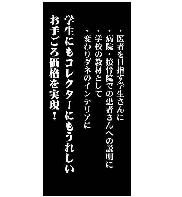 人体模型シリーズ けいけつくんII(WHO新規格対応経絡経穴鍼灸模型)_画像4