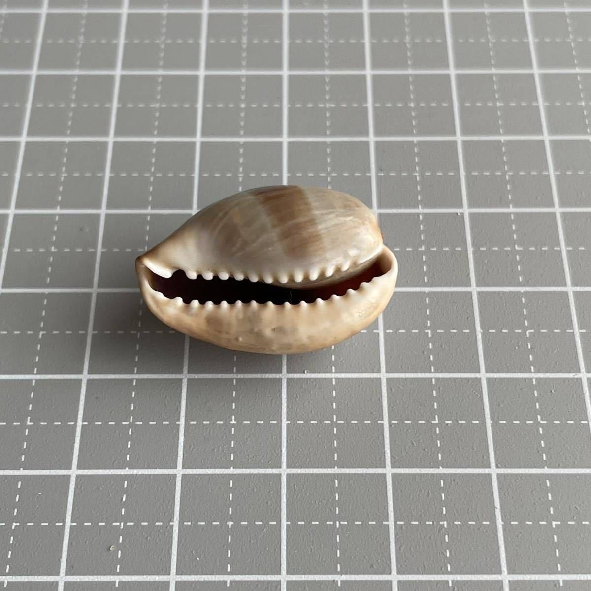 タカラガイ　貝殻　貝　シェル　shell 宝貝　縞模様　標本　骨格標本　謎のタカラガイ　ビーチコーミング　コレクター　趣味　インテリア_画像4