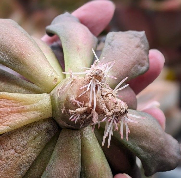 多肉植物 エケベリア　ブラックマディバ　スーパーボール　 韓国輸入苗・龍仁　68　特大苗