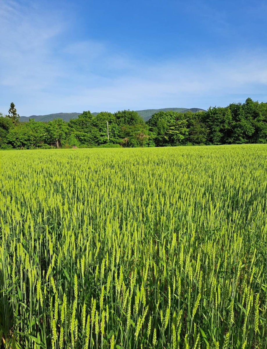 青森県階上産小麦粉食べ比べセット3.5kg×2_画像3