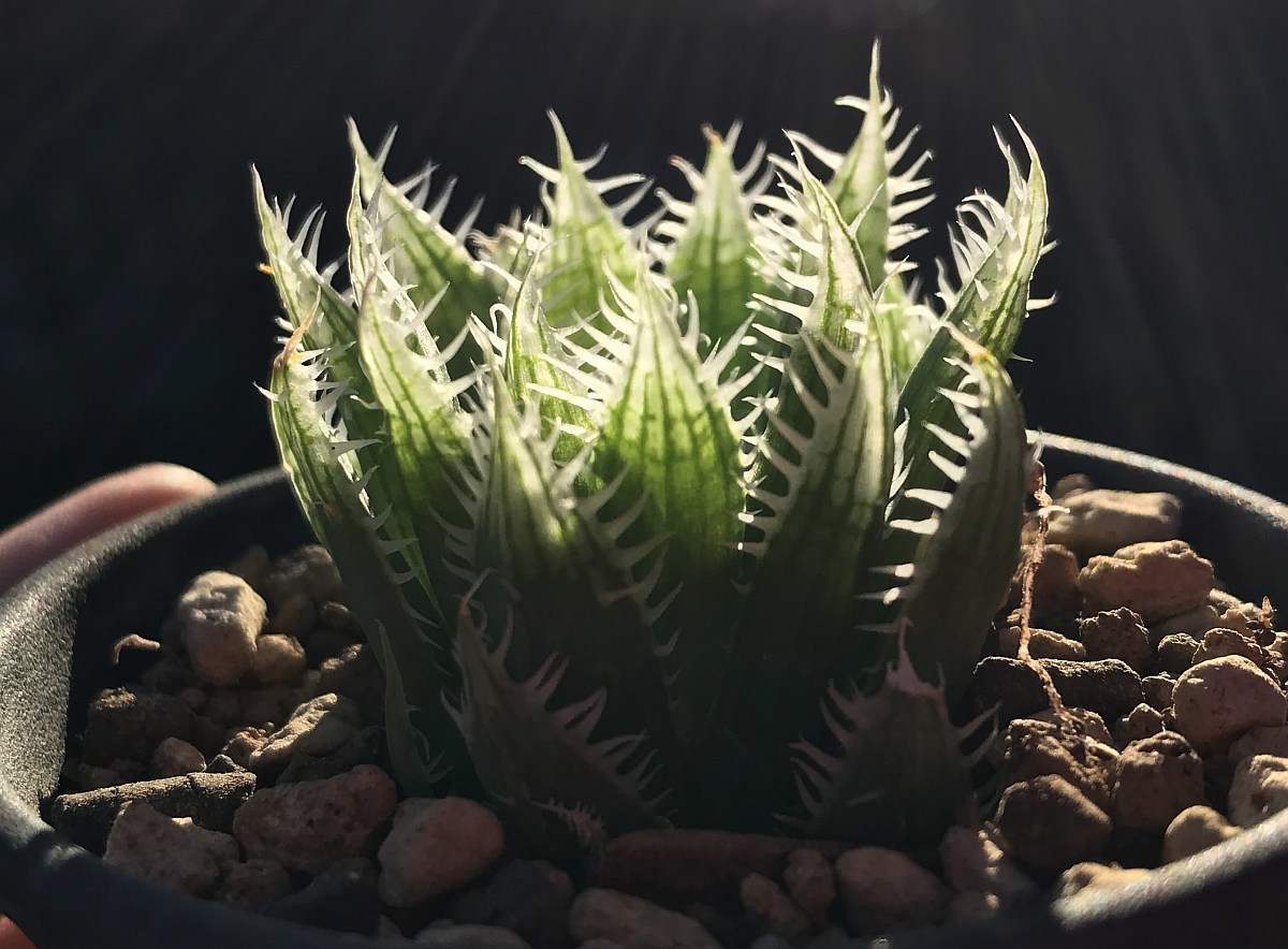 H. latispina, VDV045, 14km SWW of Prince Albert (H. decipiens) / 多肉植物 ハオルチア デシピエンス ラティスピナ Haworthia_画像8