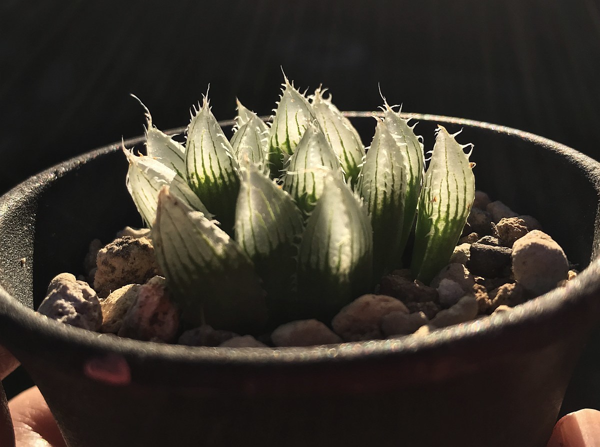 H. salina, IB08509, The Downs, N2 S of Coega / 多肉植物 ハオルチア オブツーサ サリナ Haworthia_画像9