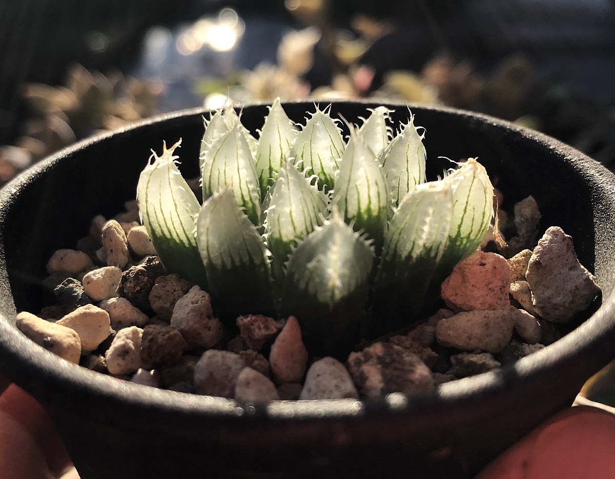 H. salina, IB08509, The Downs, N2 S of Coega / 多肉植物 ハオルチア オブツーサ サリナ Haworthia_画像6