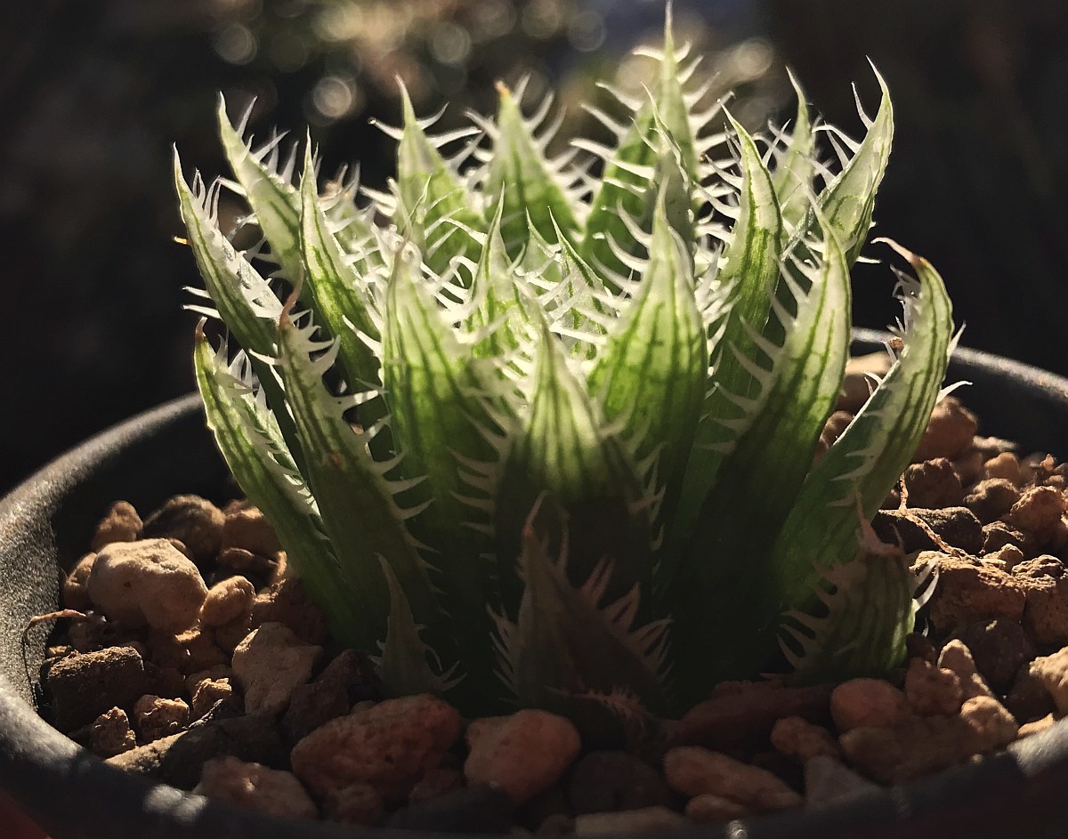 H. latispina, VDV045, 14km SWW of Prince Albert (H. decipiens) / 多肉植物 ハオルチア デシピエンス ラティスピナ Haworthia_画像4