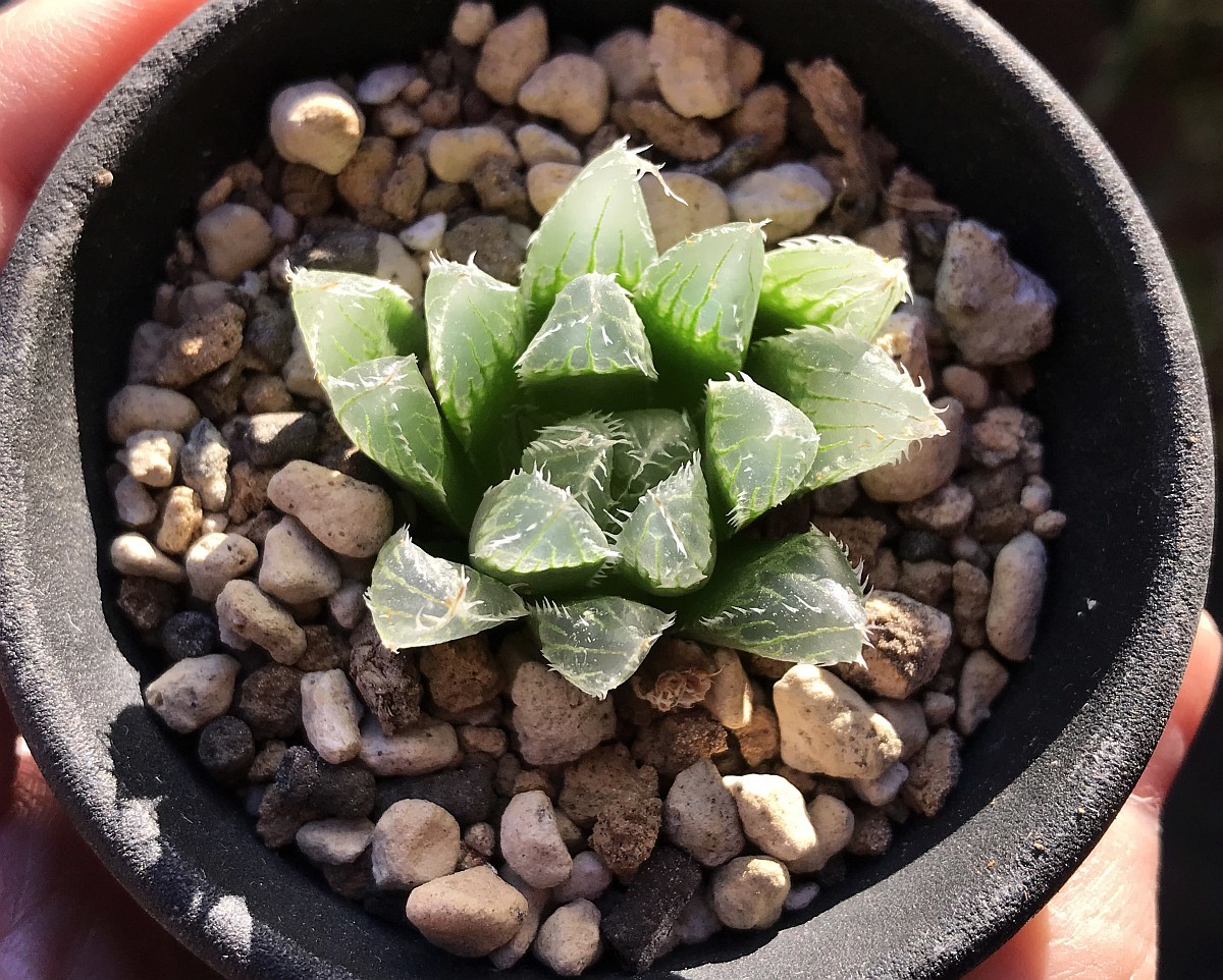 H. salina, IB08509, The Downs, N2 S of Coega / 多肉植物 ハオルチア オブツーサ サリナ Haworthia_画像5